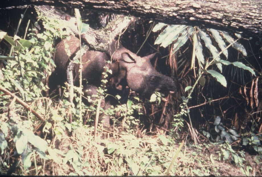 Nardelli Ujung Kulon
