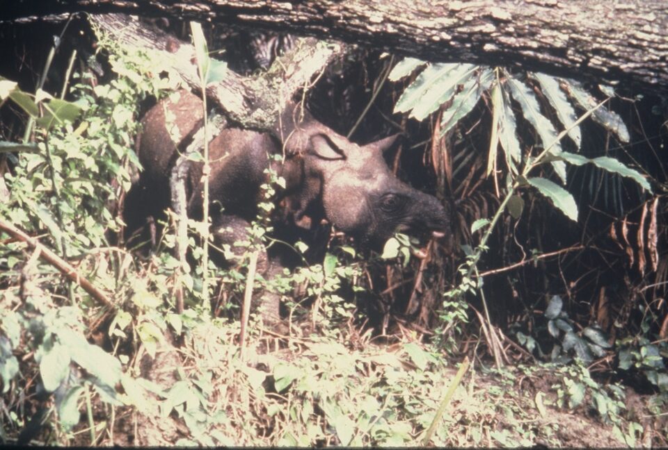 Nardelli Ujung Kulon