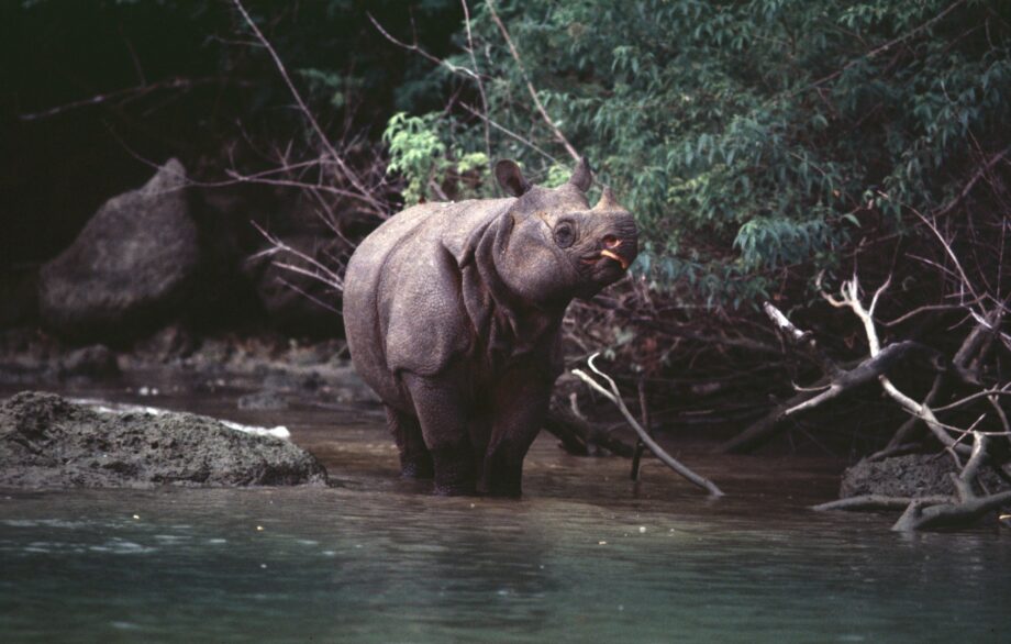 Javan Rhino, Ujung Kulon