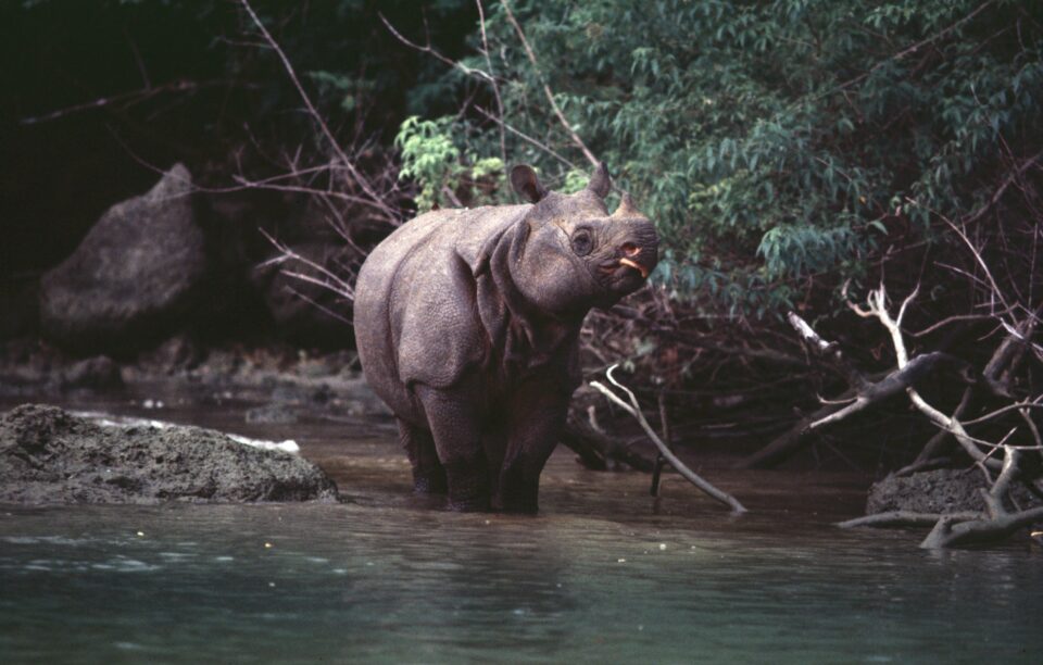 Javan Rhino, Ujung Kulon