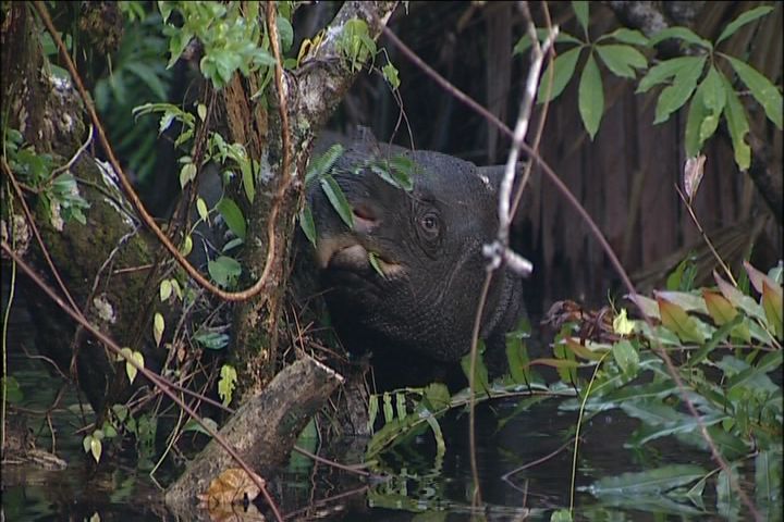 Browsing Javan Rhino