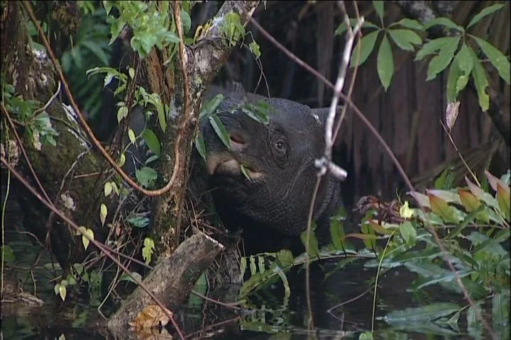 Browsing Javan Rhino