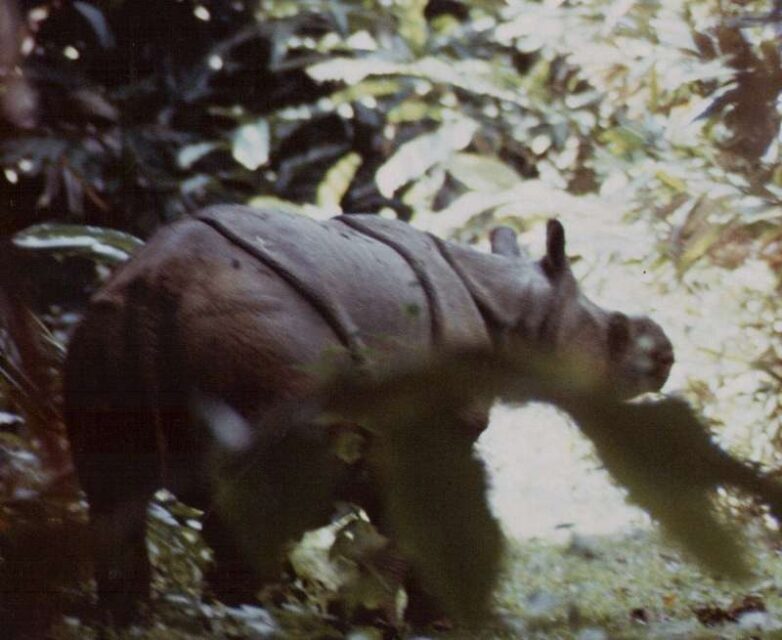 Javan Rhino, Ujung Kulon