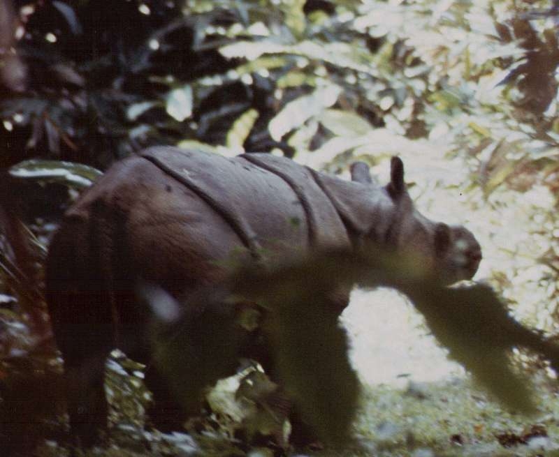 Javan Rhino, Ujung Kulon