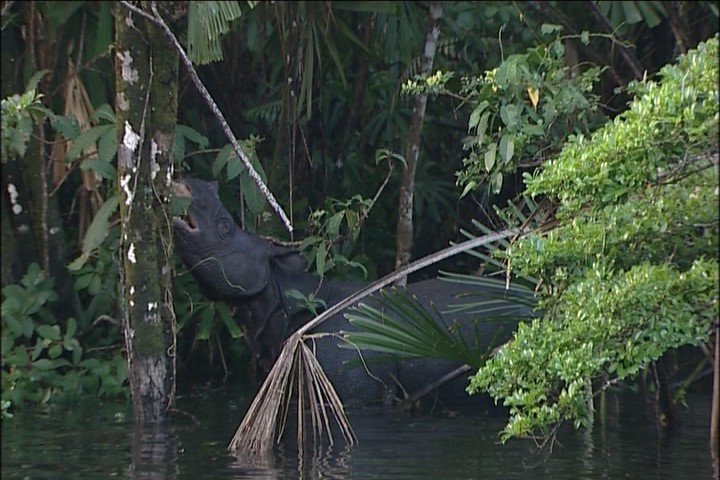 Browsing in Ujung Kulon