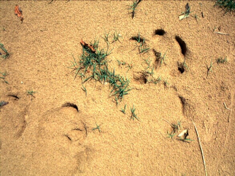 Javan Rhino Tracks