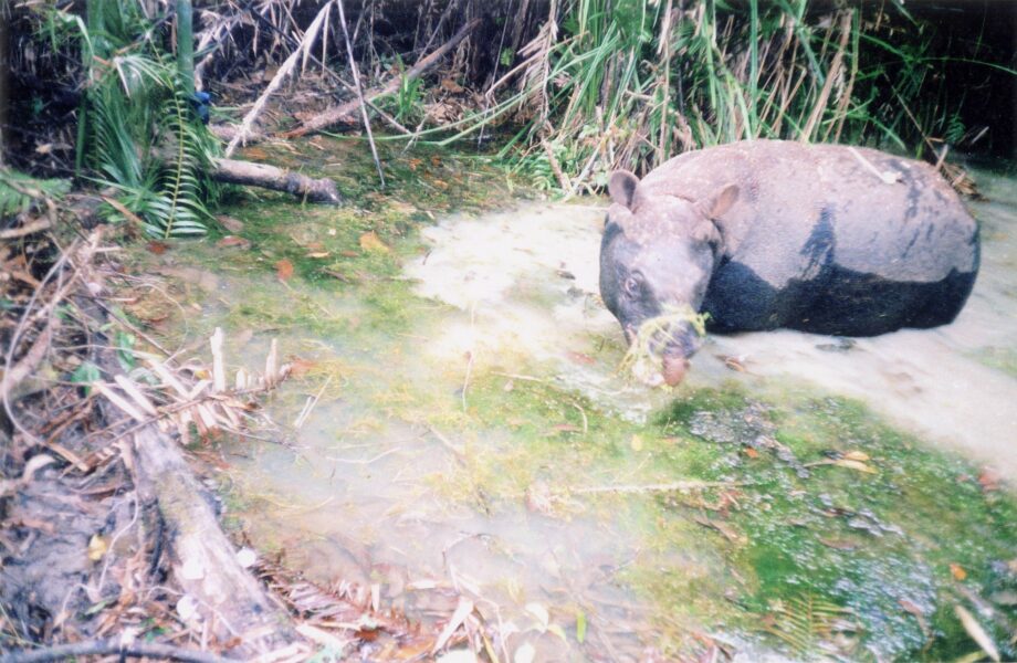 Javan Rhino Vietnam