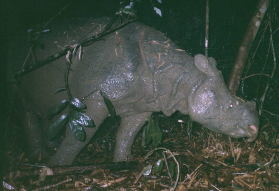 Javan Rhino Cat Tien