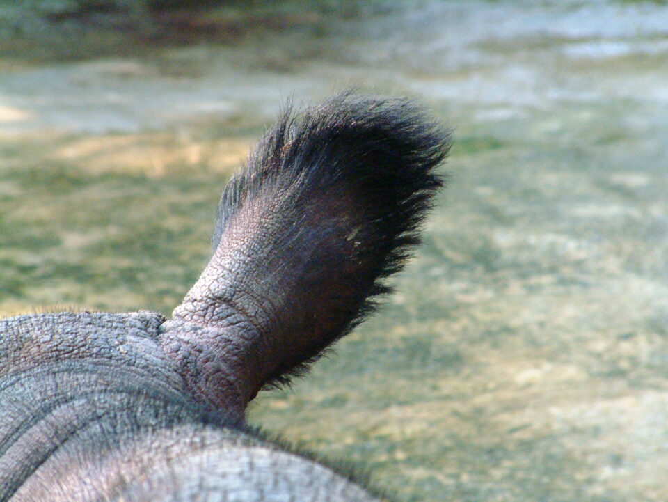 Detail of sumatran rhino ear