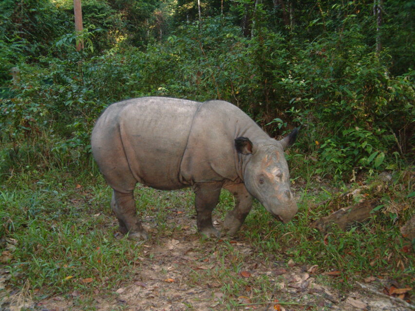 Bina in Forest of SRS