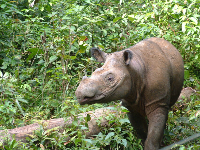 Bina in Sumatra