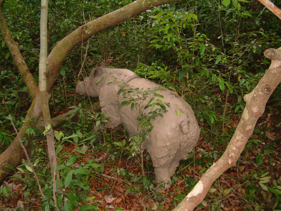 Bina after wallowing