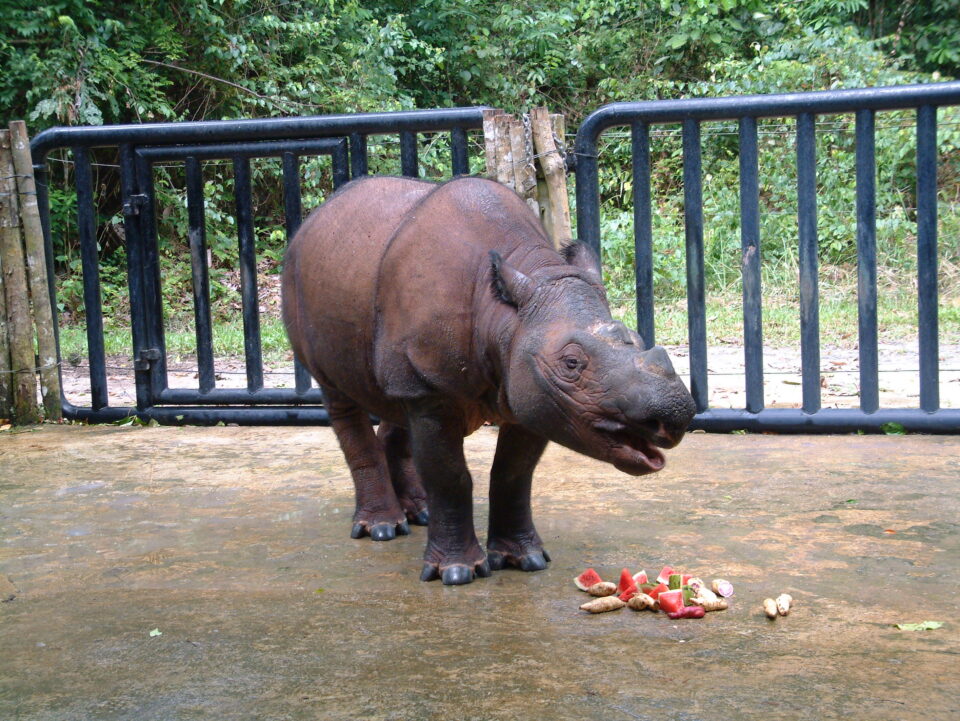 Bina feeding on fruit
