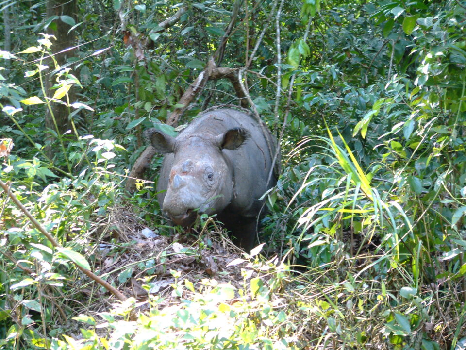 Sumatran Rhino Bina