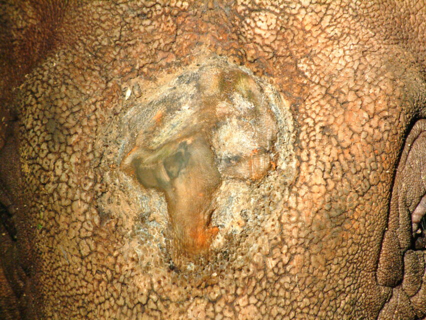 Sumatran Rhino horn