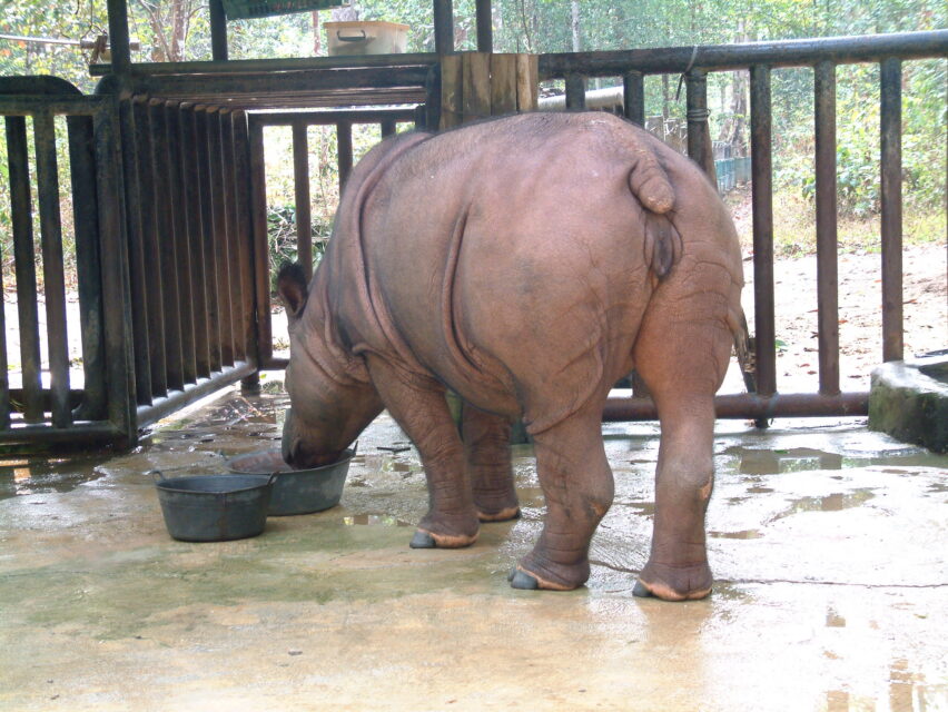 Sumatran Rhino feeding