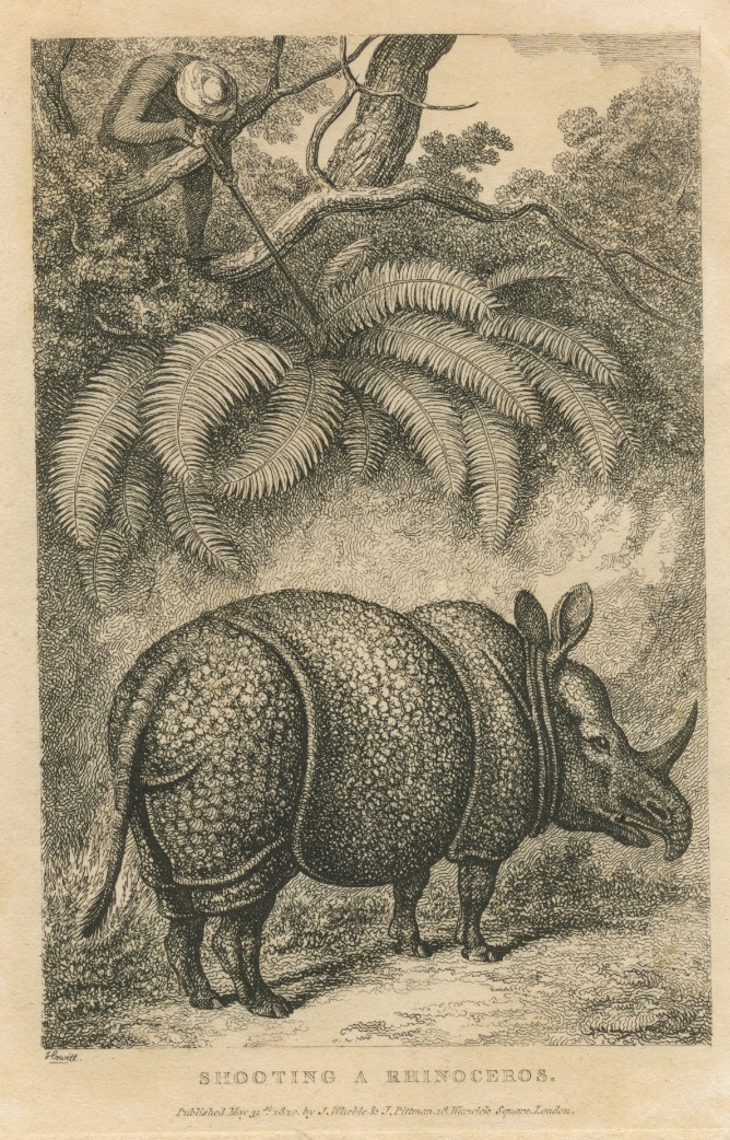 Shooting a rhinoceros