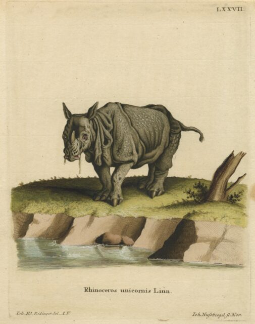 Schreber 1775 Rhinoceros unicornis