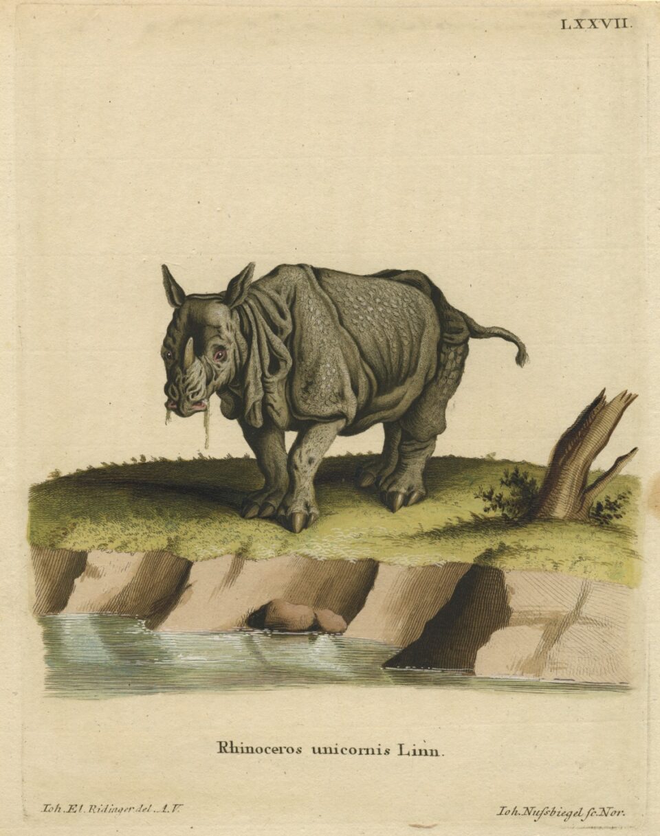 Rhinoceros unicornis