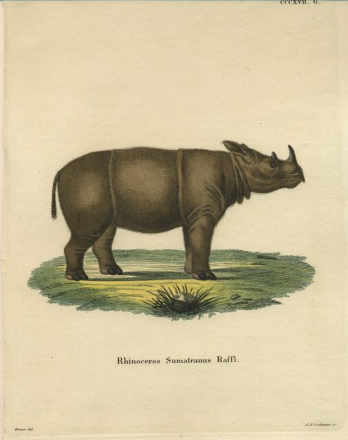 R. Sumatranus Raffl.