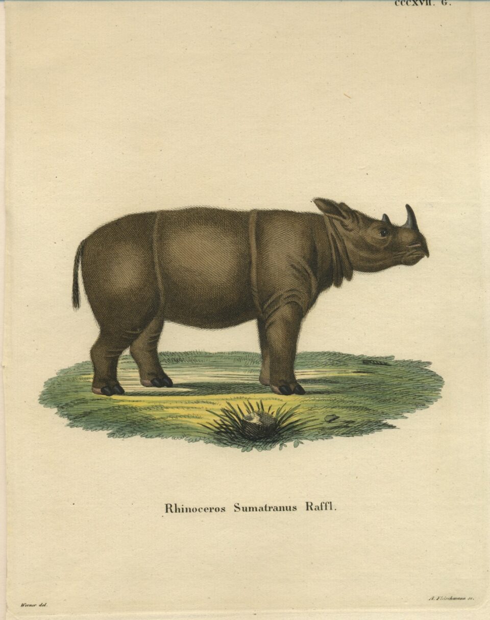 R. Sumatranus Raffl.