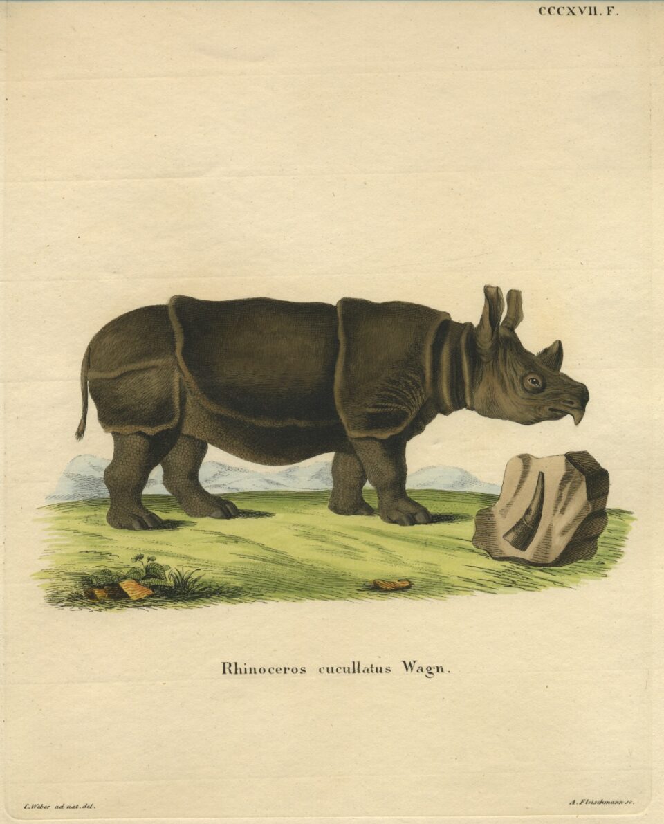 Rhinoceros cucullatus