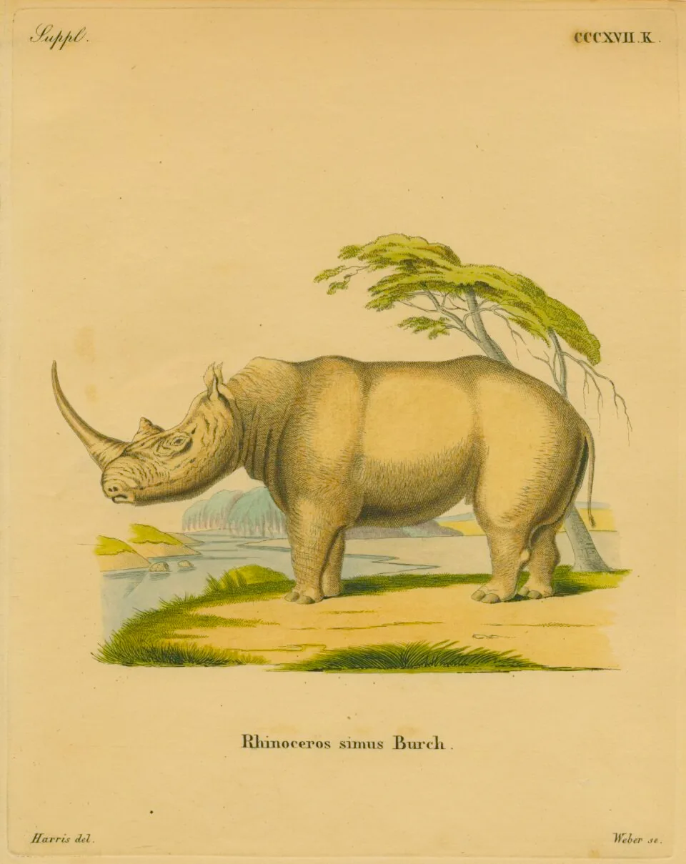 R. Simus Burch.