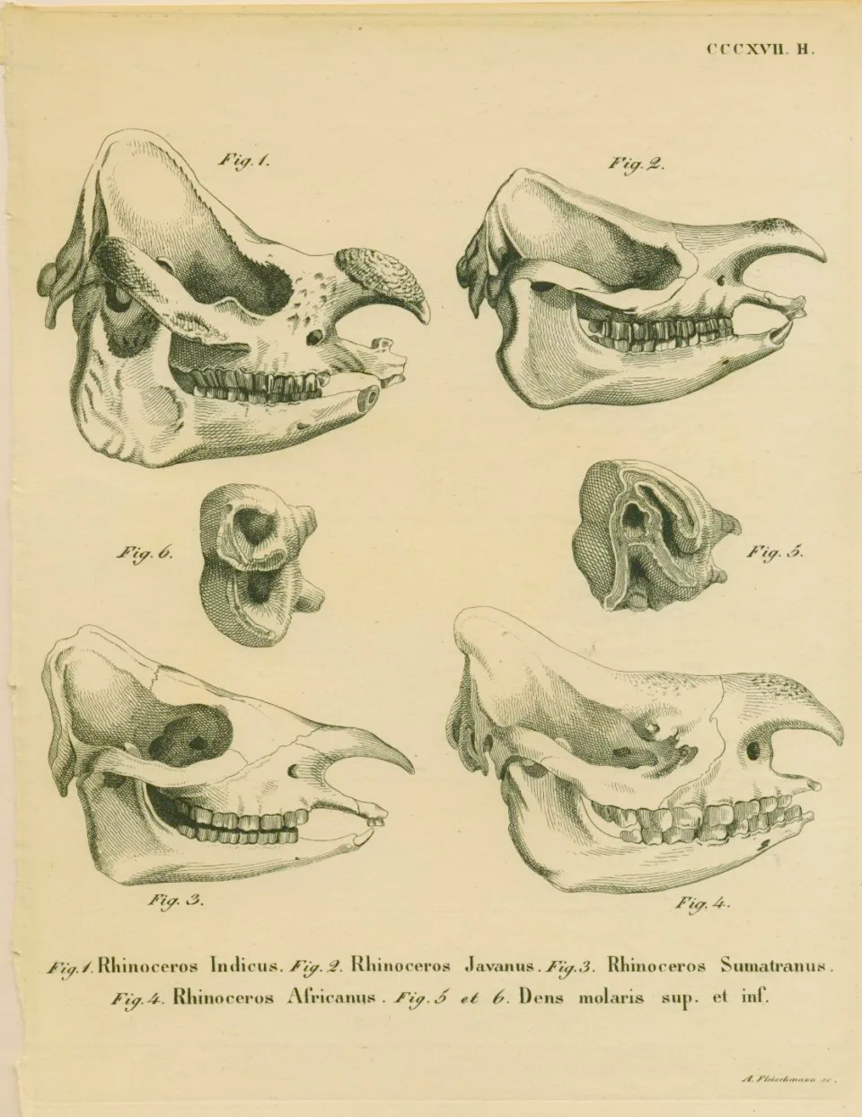 Skulls and dentition from Wagner