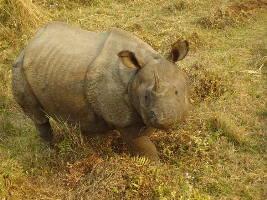 Chitwan 2007