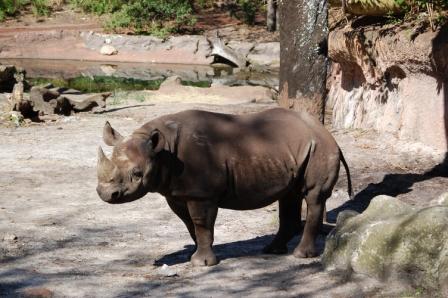 Disney’s Animal Kingdom