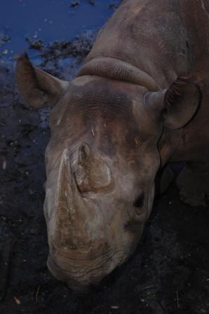 Disney’s Animal Kingdom