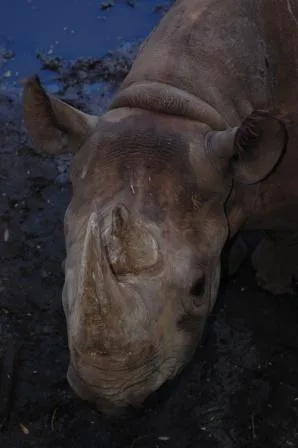 Disney’s Animal Kingdom