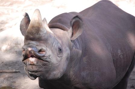 Disney’s Animal Kingdom