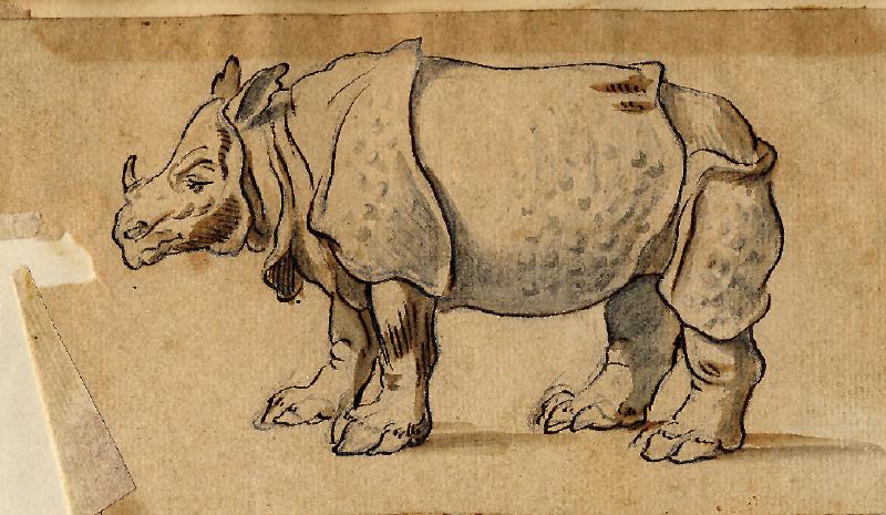 Catton’s rhino