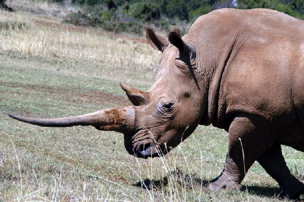 Mt Kenya Conservancy