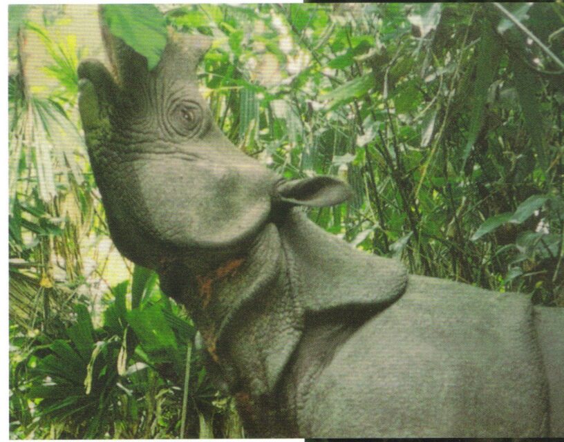 Javan rhino