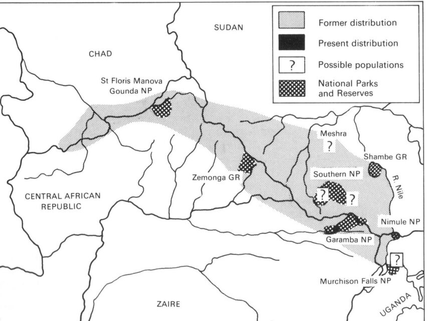 Northern white rhino