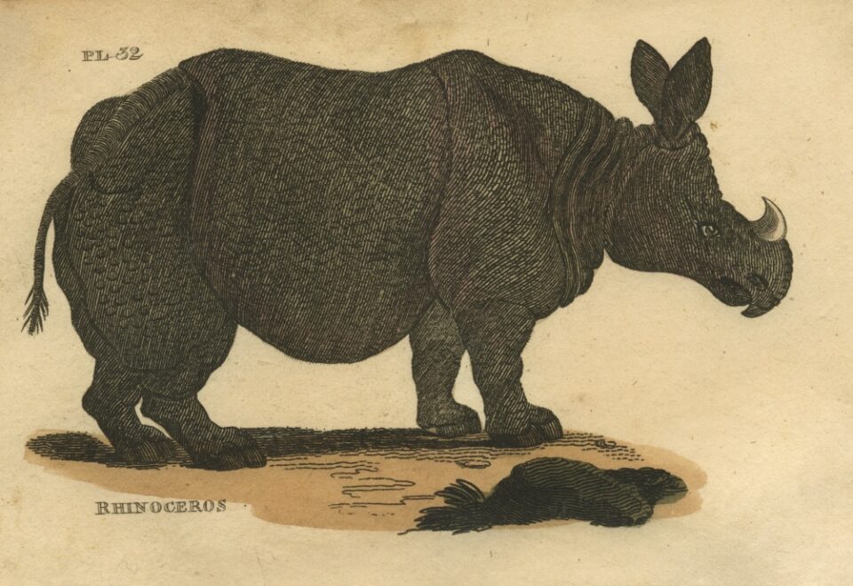 Parson's rhino published by Brightly & Co.