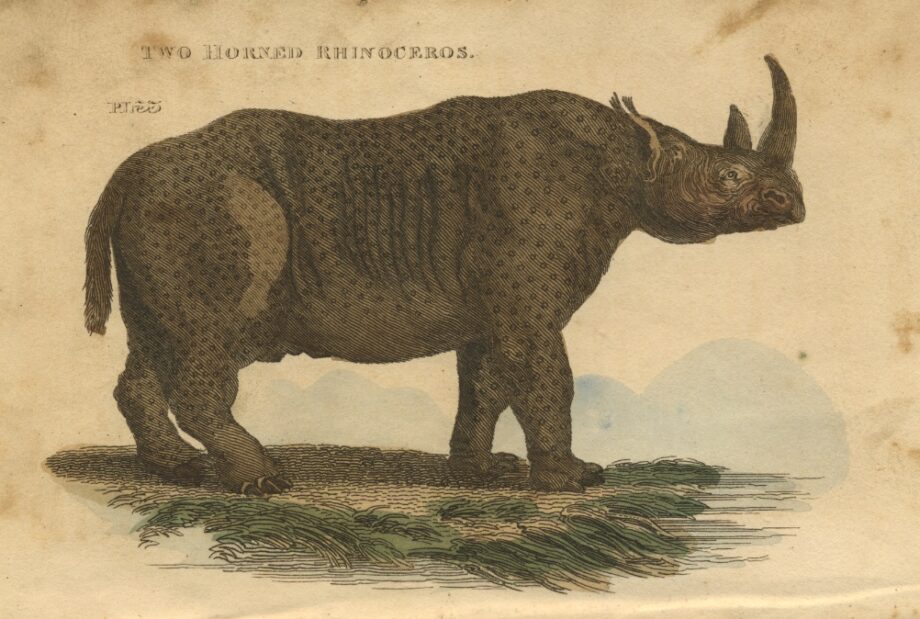 Sparrman African rhino by Brightly & Co.