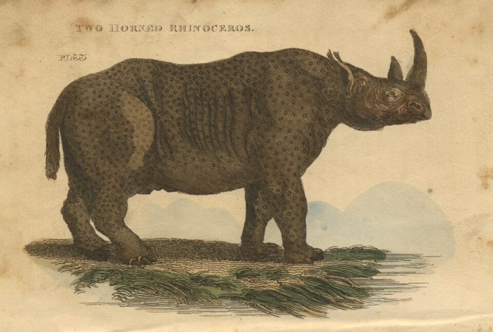 Sparrman African rhino by Brightly & Co.