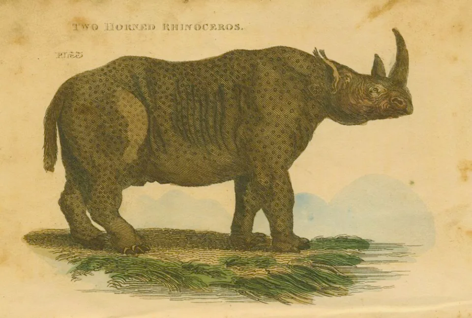 Sparrman African rhino by Brightly & Co.