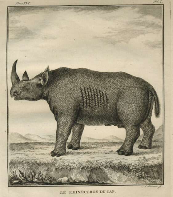 Gordon’s black rhino