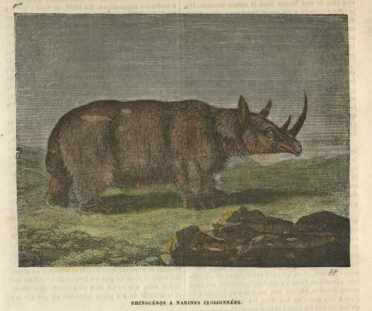 Prehistoric two horned wooly rhino