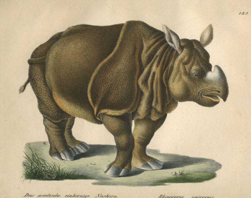 Tourniaire rhinoceros