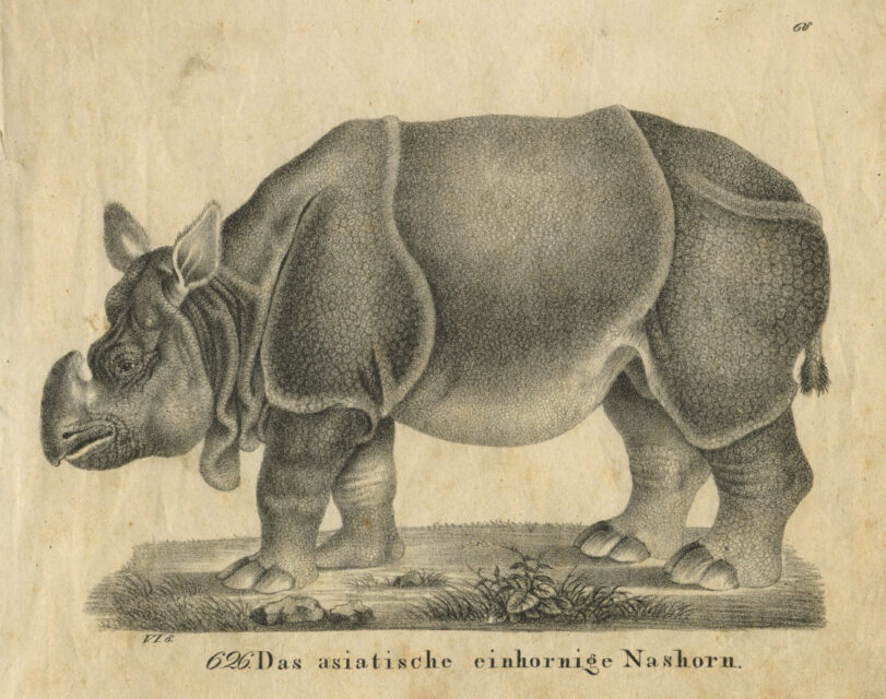 Tourniaire rhinoceros