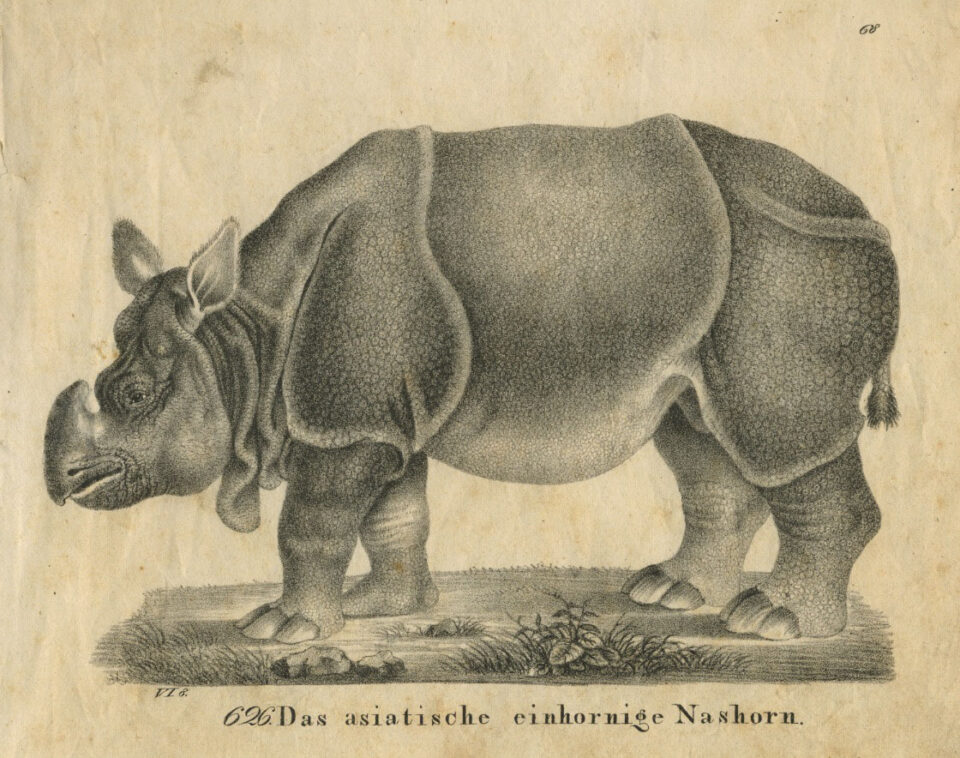 Tourniaire rhinoceros