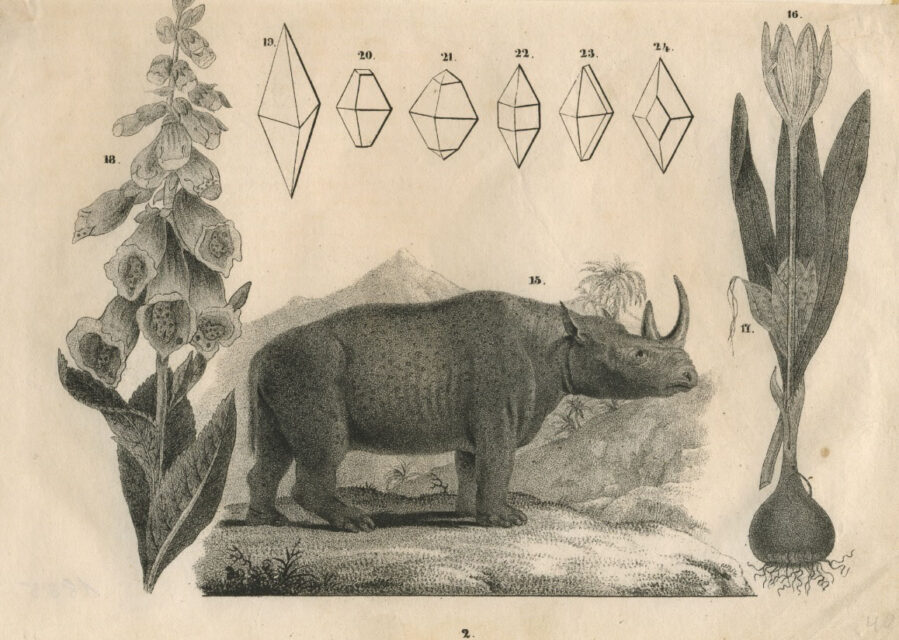 anonymous South African rhino