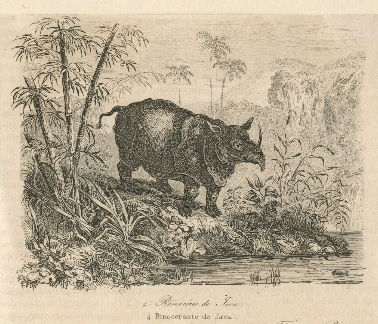 Javan rhino