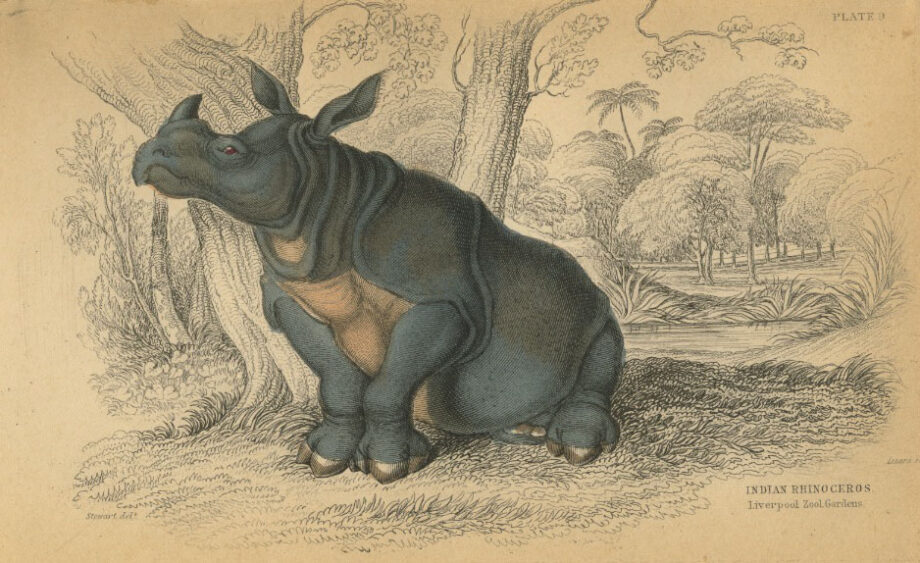 Wm. Jardin’s Indian rhino