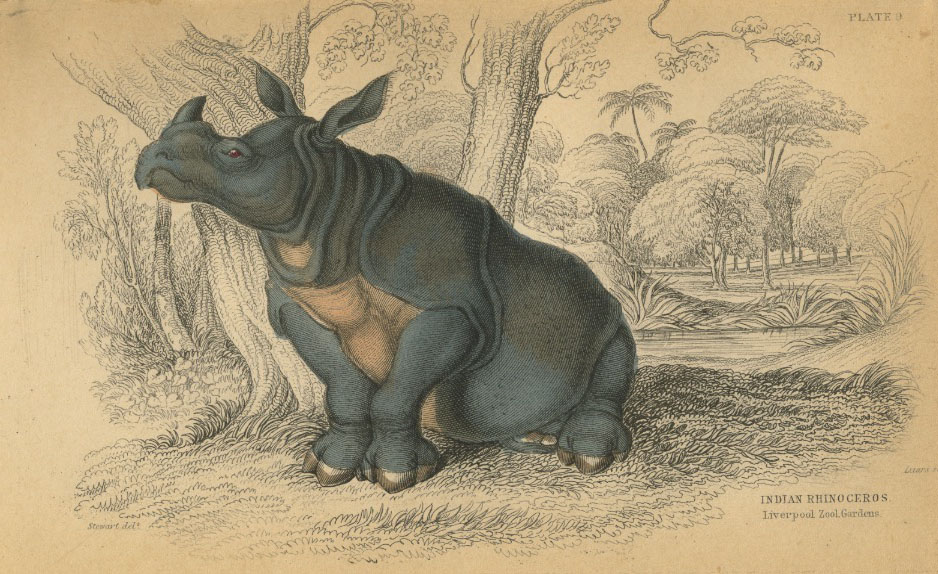 Wm. Jardin’s Indian rhino